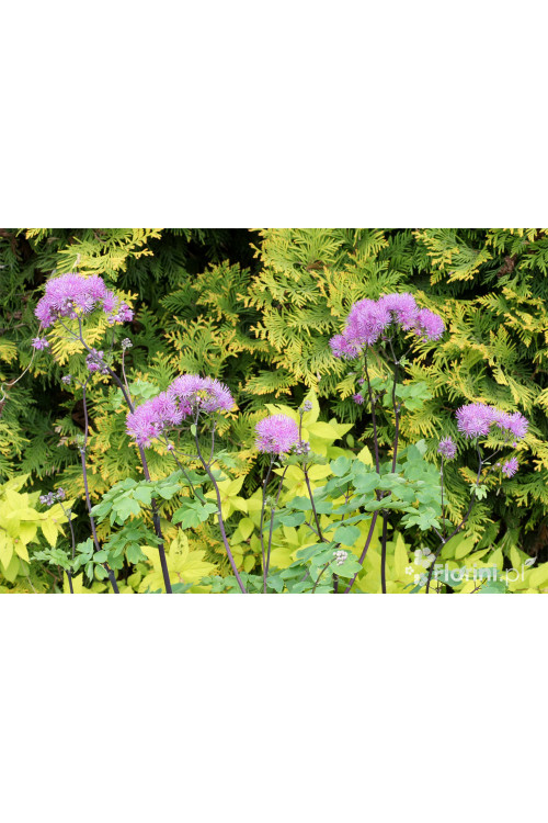 Rutewka 'Black Stockings' | Thalictrum