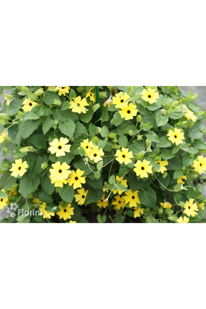 Tunbergia żółta | Thunbergia