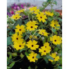 Tunbergia żółta | Thunbergia