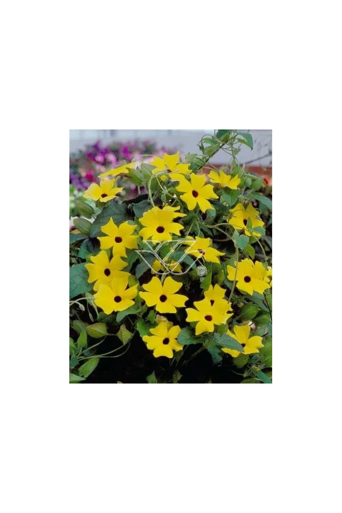 Tunbergia żółta | Thunbergia