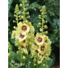 Dziewanna 'Dark Eyes' | Verbascum