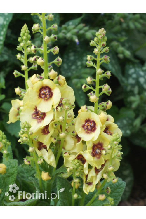 Dziewanna 'Dark Eyes' | Verbascum