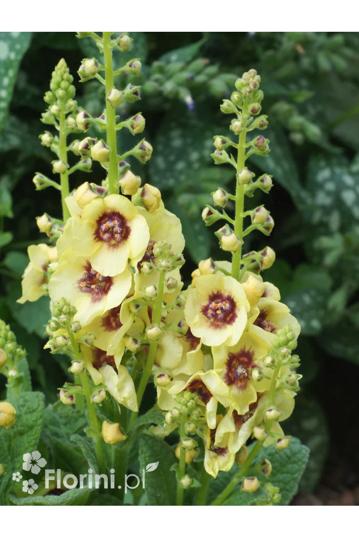 Dziewanna 'Dark Eyes' | Verbascum