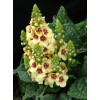 Dziewanna 'Dark Eyes' | Verbascum