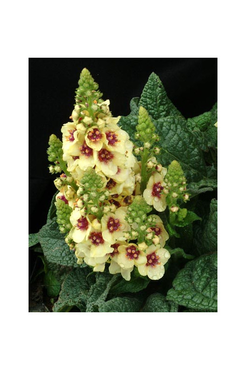 Dziewanna 'Dark Eyes' | Verbascum