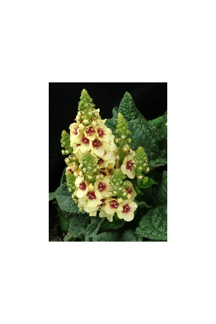 Dziewanna 'Dark Eyes' | Verbascum