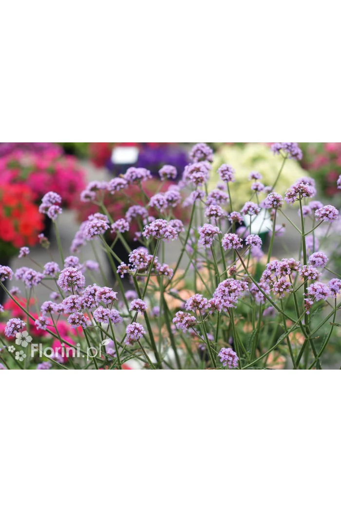 Werbena patagońska | Verbena bonariensis