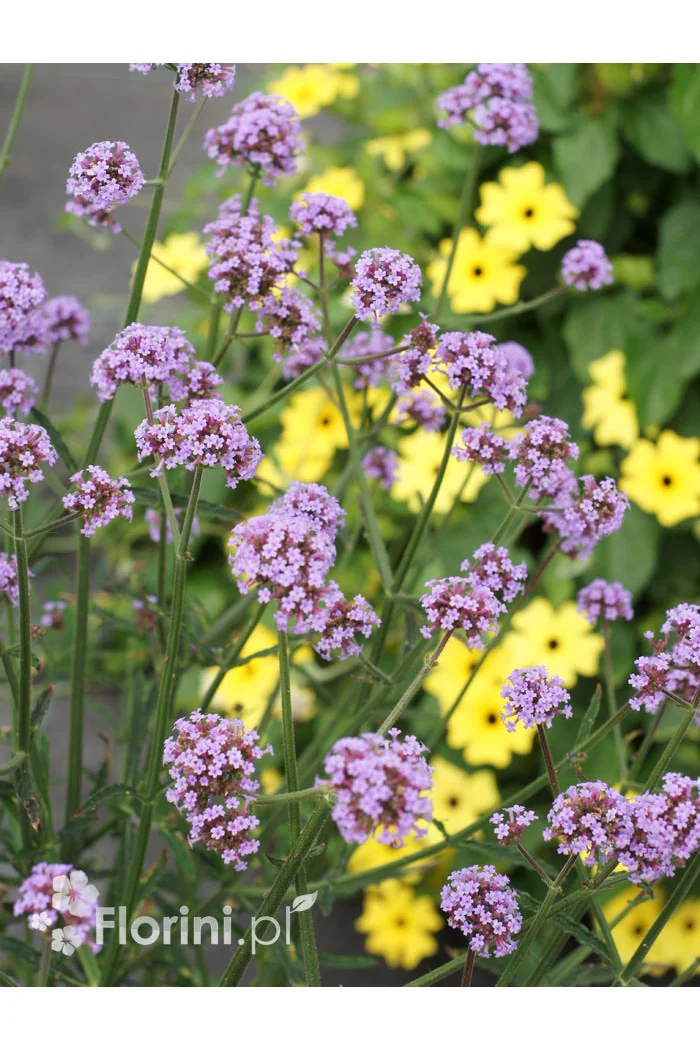 Werbena patagońska | Verbena bonariensis