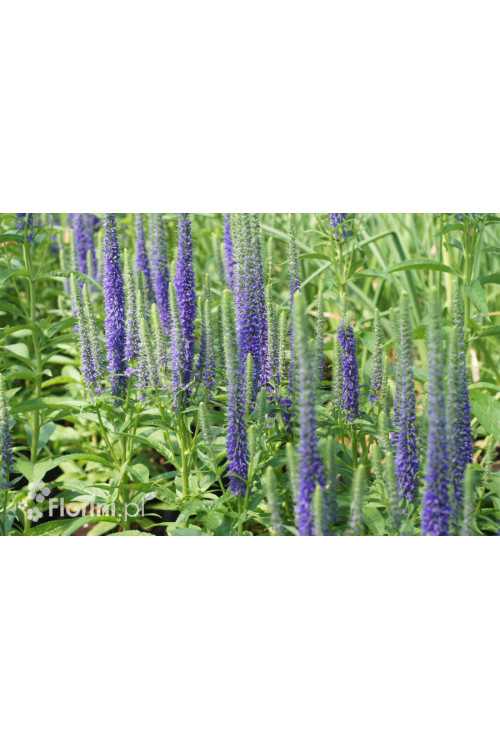 Przetacznik kłosowy ''Anniversary Blue' | Veronica spicata