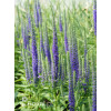 Przetacznik kłosowy ''Anniversary Blue' | Veronica spicata