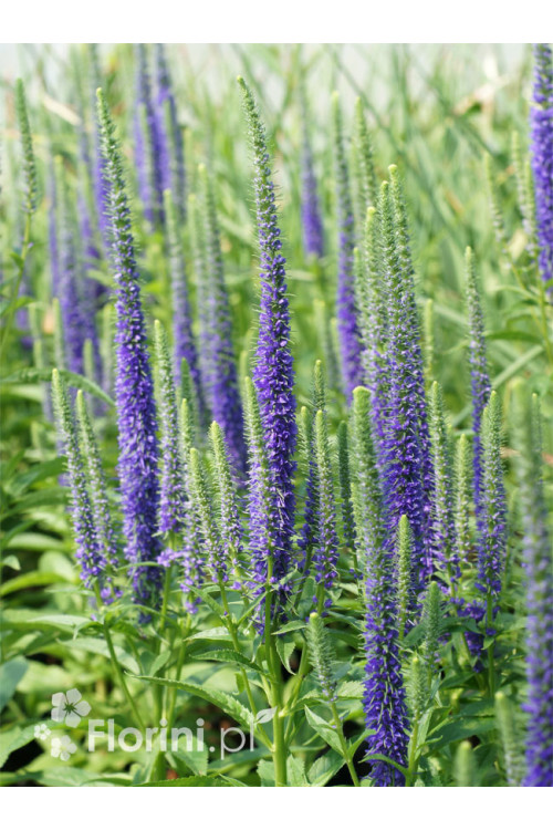 Przetacznik kłosowy ''Anniversary Blue' | Veronica spicata