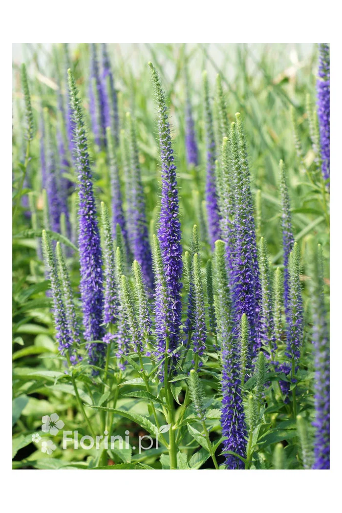 Przetacznik kłosowy ''Anniversary Blue' | Veronica spicata