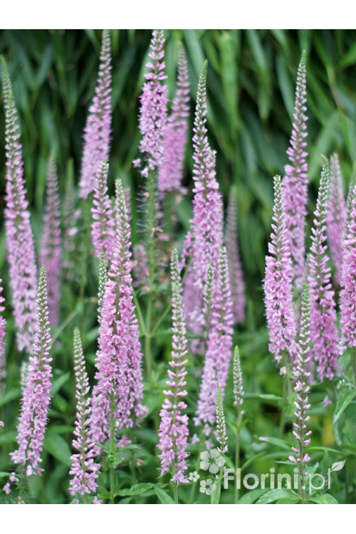 Przetacznik kłosowy ''Anniversary Rose' | Veronica spicata