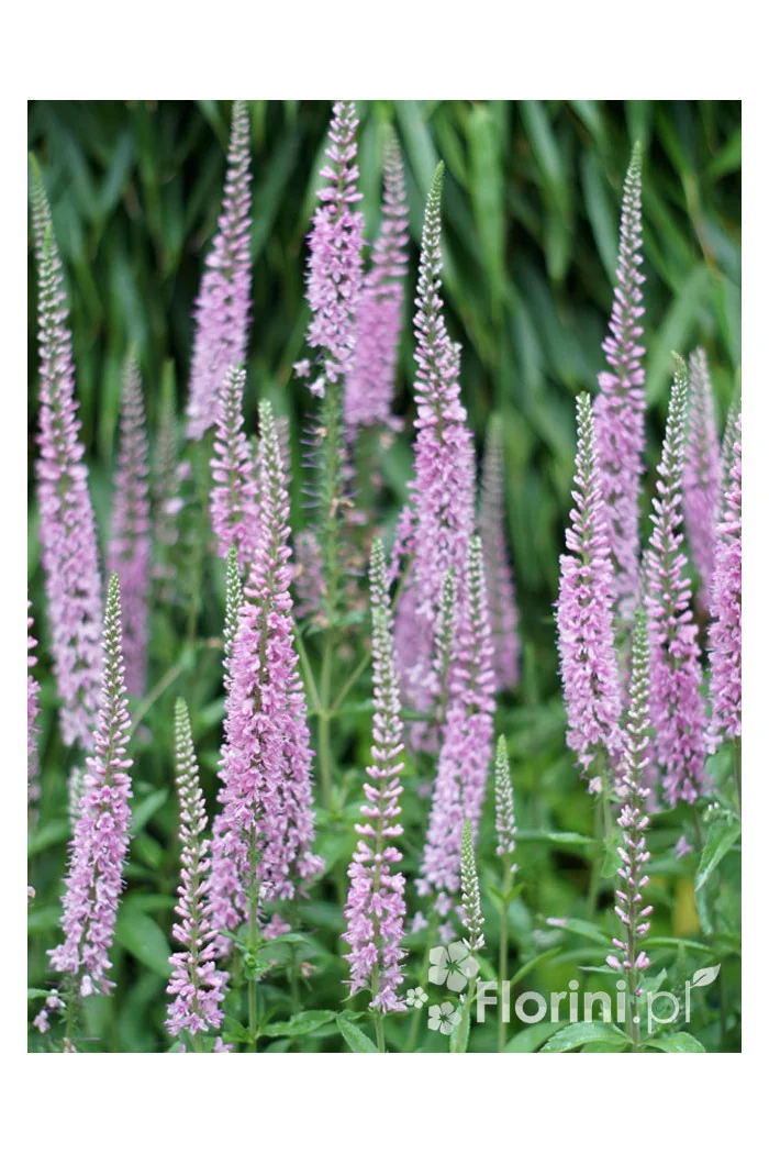 Przetacznik kłosowy ''Anniversary Rose' | Veronica spicata