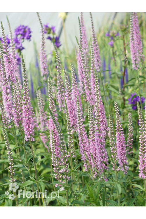 Przetacznik kłosowy ''Anniversary Rose' | Veronica spicata