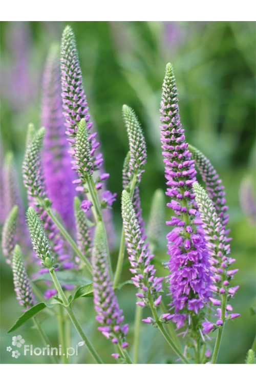 Przetacznik długolistny 'First Match' | Veronica longifolia