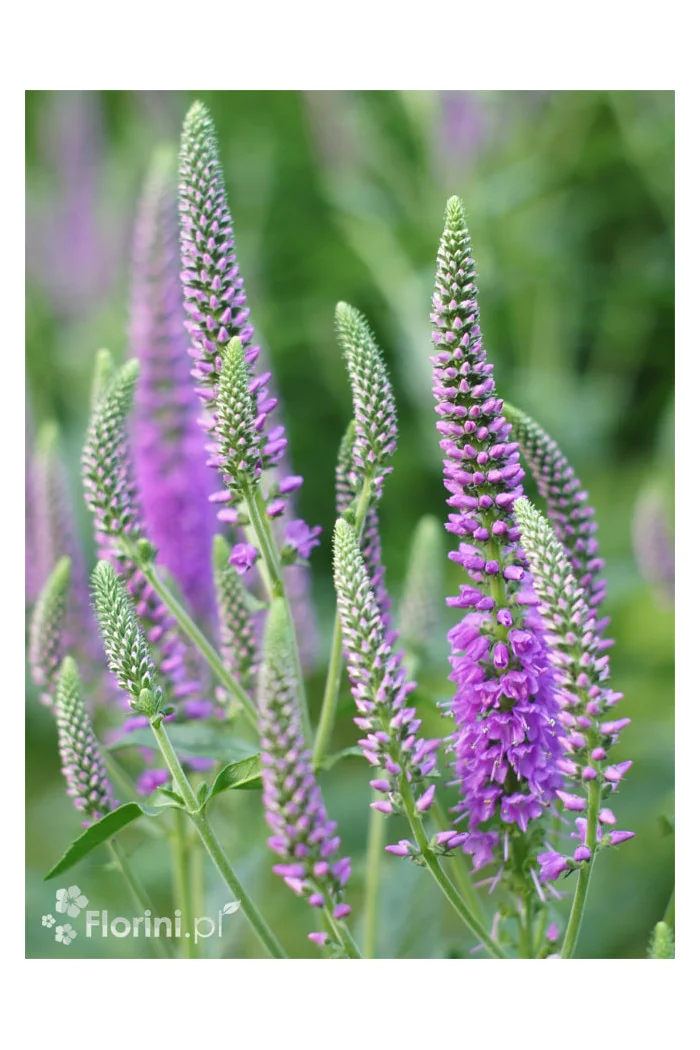 Przetacznik długolistny 'First Match' | Veronica longifolia