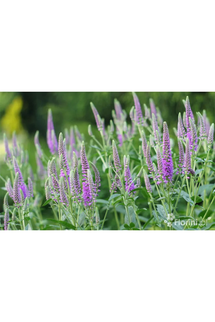 Przetacznik długolistny 'First Match' | Veronica longifolia