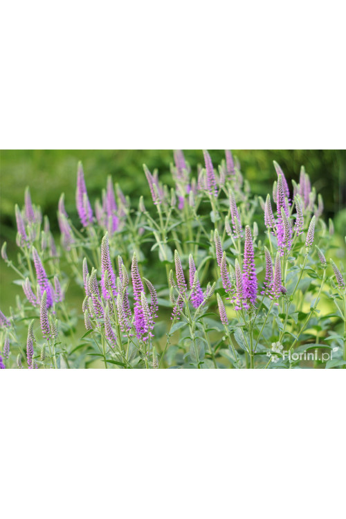 Przetacznik długolistny 'First Match' | Veronica longifolia