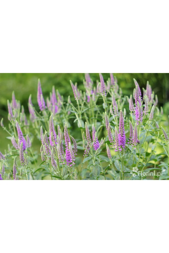Przetacznik długolistny 'First Match' | Veronica longifolia