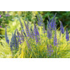 Przetacznik kłosowy 'Inspire Blue' | Veronica spicata