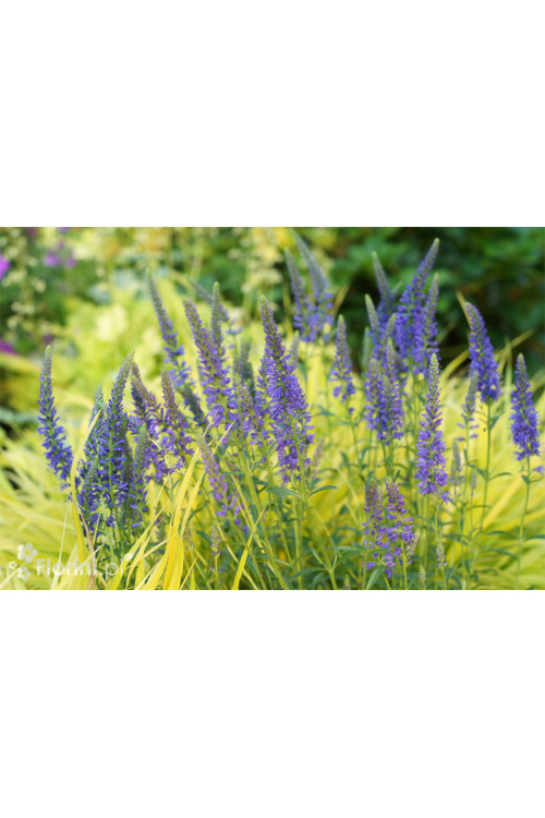 Przetacznik kłosowy 'Inspire Blue' | Veronica spicata