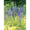 Przetacznik kłosowy 'Inspire Blue' | Veronica spicata