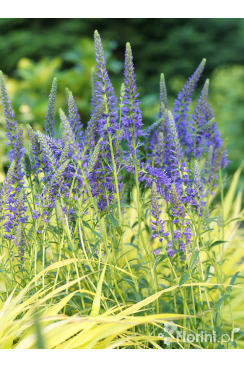 Przetacznik kłosowy 'Inspire Blue' | Veronica spicata