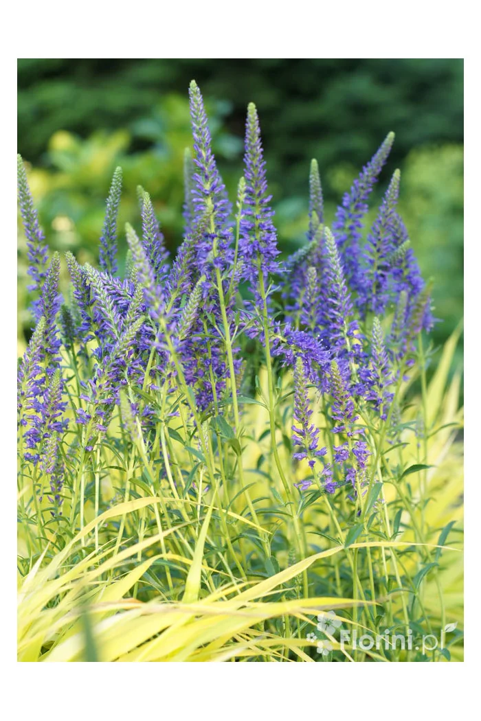 Przetacznik kłosowy 'Inspire Blue' | Veronica spicata