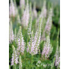 Przetacznik kłosowy 'Inspire Pink' | Veronica spicata