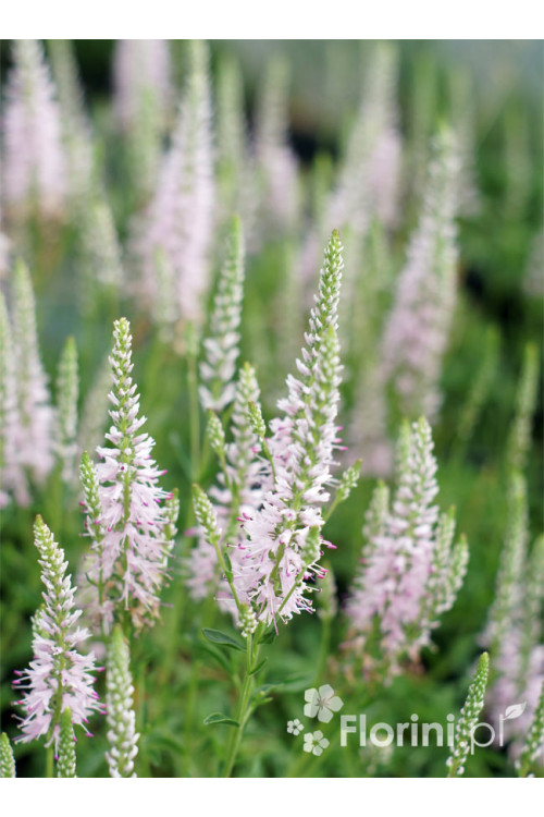 Przetacznik kłosowy 'Inspire Pink' | Veronica spicata