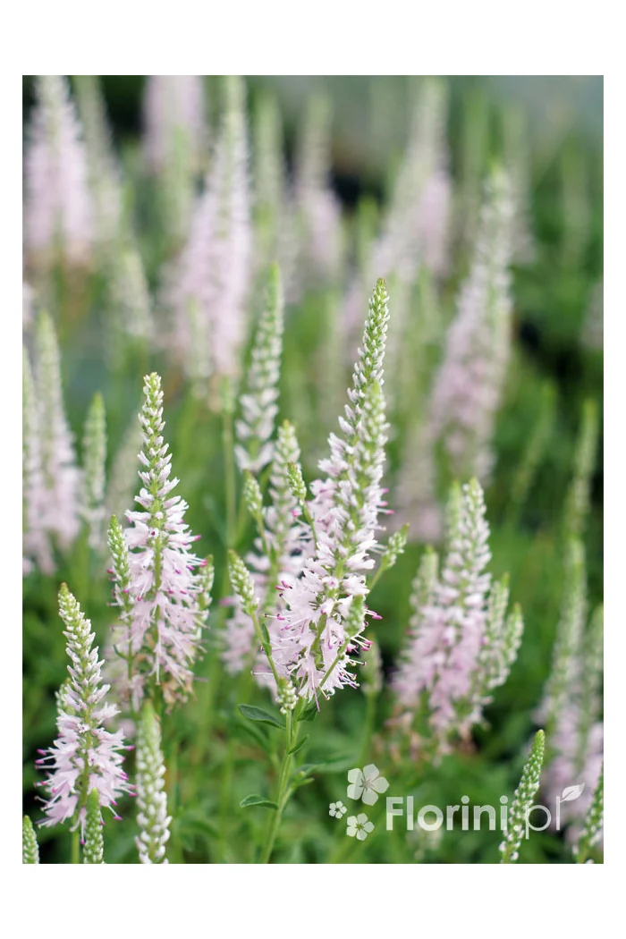 Przetacznik kłosowy 'Inspire Pink' | Veronica spicata