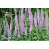 Przetacznik kłosowy 'Inspire Pink' | Veronica spicata