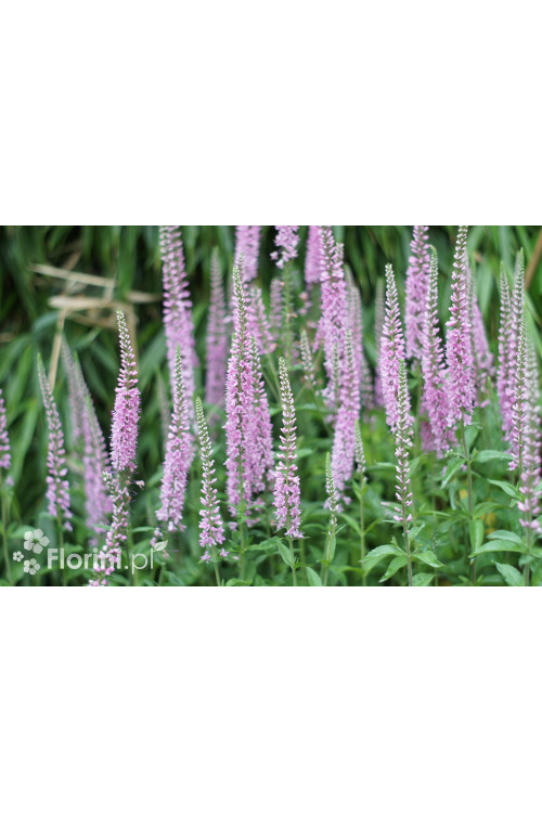 Przetacznik kłosowy 'Inspire Pink' | Veronica spicata
