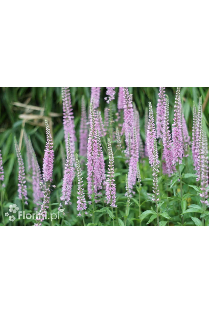 Przetacznik kłosowy 'Inspire Pink' | Veronica spicata