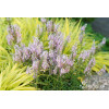 Przetacznik kłosowy 'Inspire Pink' | Veronica spicata