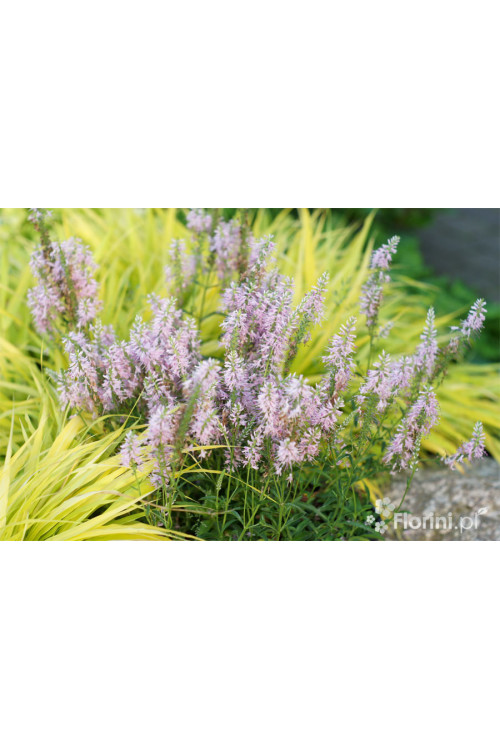 Przetacznik kłosowy 'Inspire Pink' | Veronica spicata