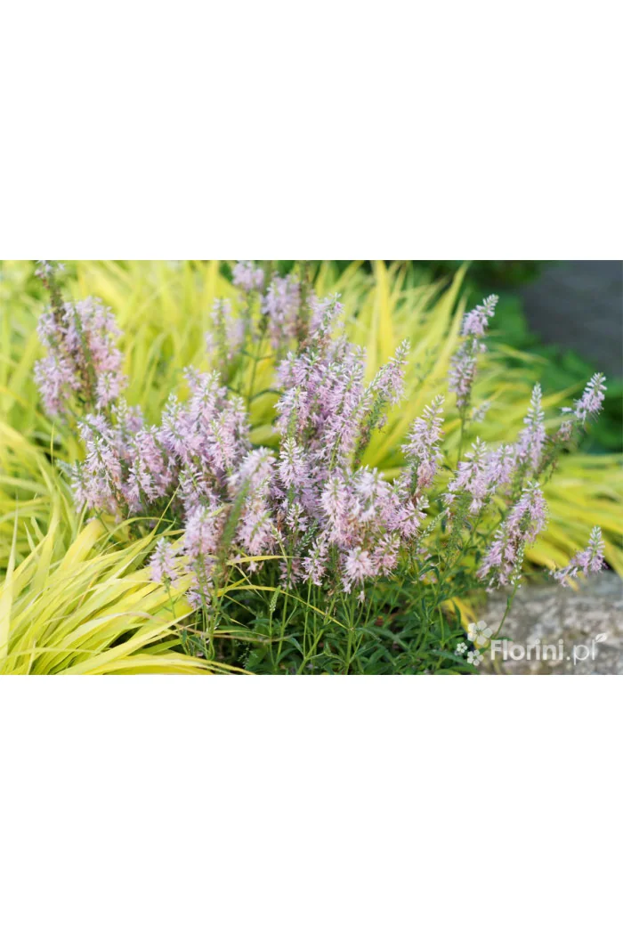 Przetacznik kłosowy 'Inspire Pink' | Veronica spicata