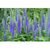 Przetacznik 'Royal Candles' | Veronica spicata