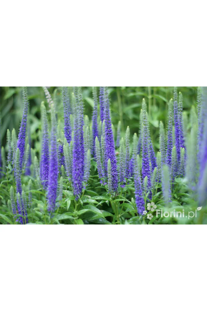 Przetacznik 'Royal Candles' | Veronica spicata