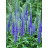 Przetacznik 'Royal Candles' | Veronica spicata