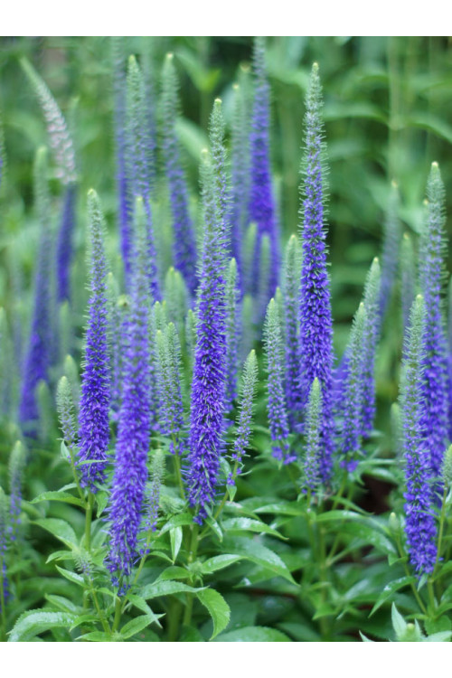 Przetacznik 'Royal Candles' | Veronica spicata