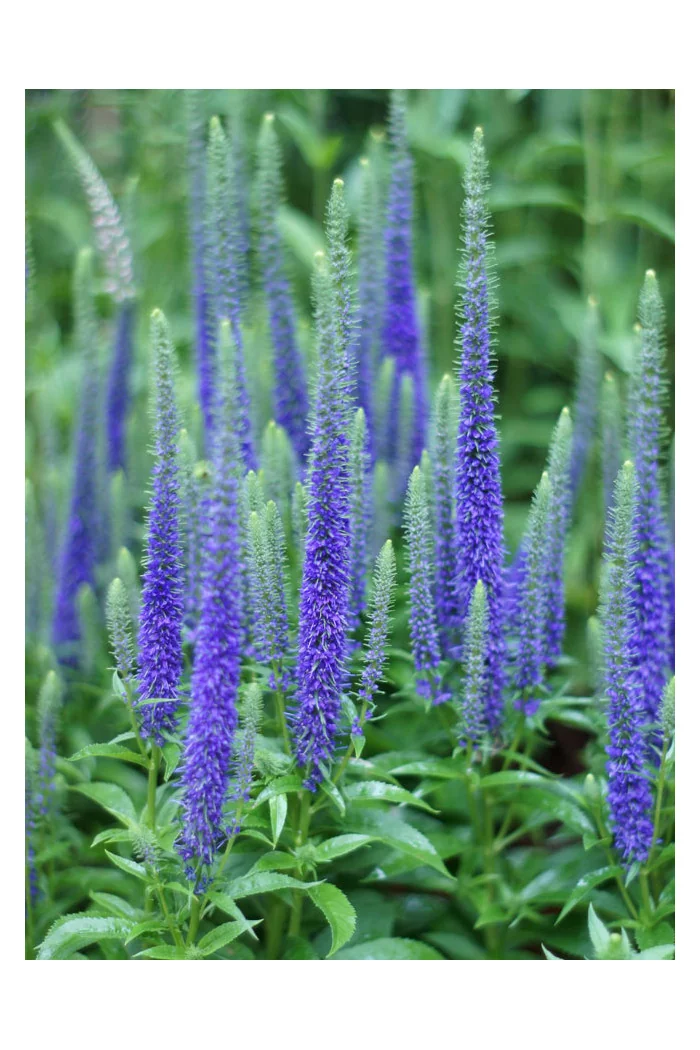 Przetacznik 'Royal Candles' | Veronica spicata