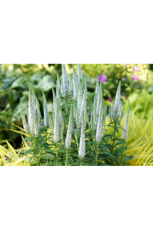 Przetacznik 'Snow Candles' | Veronica spicata