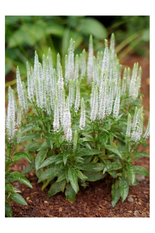Przetacznik 'Snow Candles' | Veronica spicata