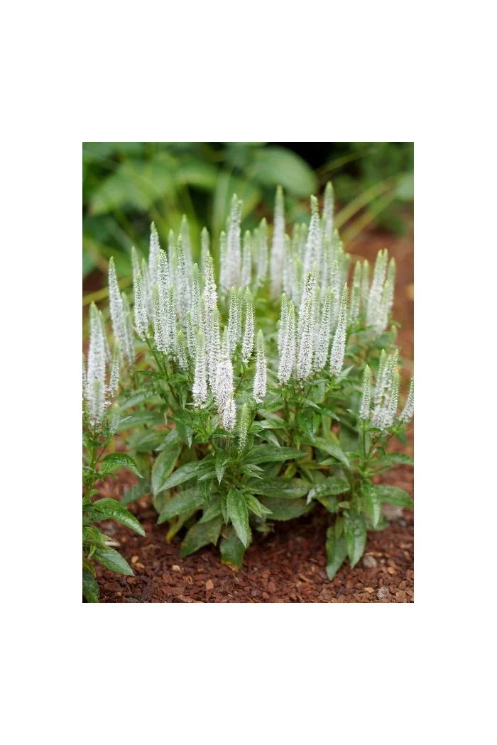 Przetacznik 'Snow Candles' | Veronica spicata