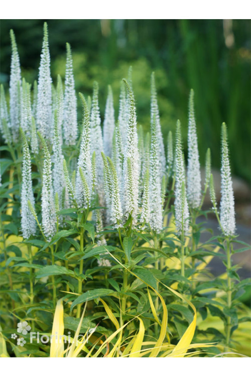 Przetacznik 'Snow Candles' | Veronica spicata