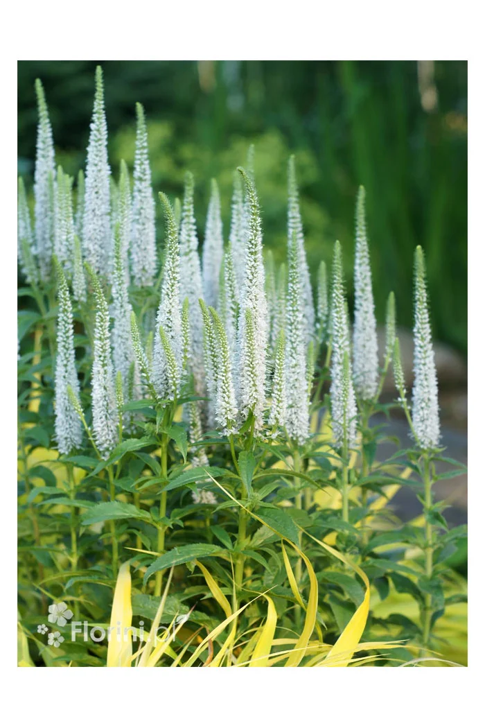 Przetacznik 'Snow Candles' | Veronica spicata