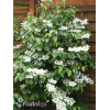 Kalina japońska 'Kilimanjaro' | Viburnum plicatum
