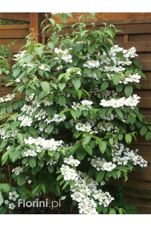 Kalina japońska 'Kilimanjaro' | Viburnum plicatum